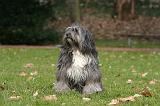 TERRIER DU TIBET 399